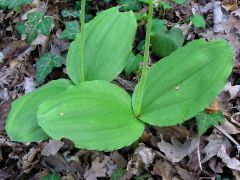 Listera ovata (L.)R.Brown