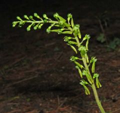 Listera ovata (L.) R. Br.