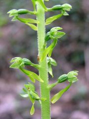 Listera ovata (L.) R. Br.