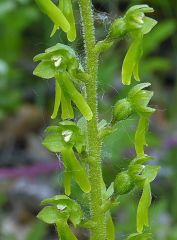 Listera ovata (L.) R. Br.