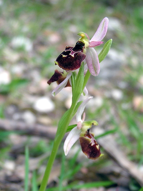 Ophrys exaltata subsp. montis-leonis (O. Danesch & E. Danesch) Soca