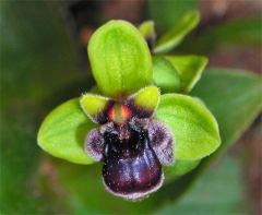 Ophrys bombyliflora Link