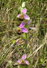 Ophrys apifera Hudson