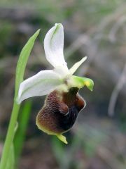 Ophrys argolica subsp. crabronifera (Sebast. & Mauri) Faurt.