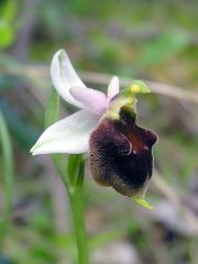 Ophrys argolica subsp. crabronifera (Sebast. & Mauri) Faurt.