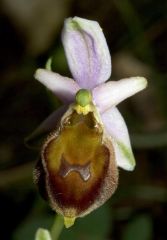 Ophrys argolica subsp. crabronifera (Sebast. & Mauri) Faurt.