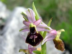 Ophrys exaltata subsp. montis-leonis (O. Danesch & E. Danesch) Soca