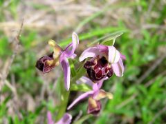 Ophrys exaltata subsp. montis-leonis (O. Danesch & E. Danesch) Soca