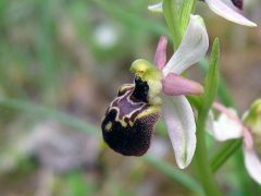 Ophrys exaltata subsp. montis-leonis (O. Danesch & E. Danesch) Soca