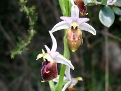 Ophrys exaltata subsp. montis-leonis (O. Danesch & E. Danesch) Soca