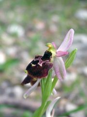 Ophrys exaltata subsp. montis-leonis (O. Danesch & E. Danesch) Soca