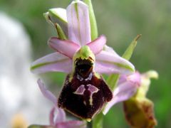 Ophrys exaltata subsp. montis-leonis (O. Danesch & E. Danesch) Soca