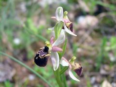 Ophrys exaltata subsp. montis-leonis (O. Danesch & E. Danesch) Soca