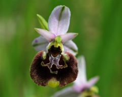 Ophrys holosericea subsp. holosericea (Burm.f.) Greuter