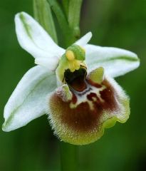 Ophrys holosericea subsp. holosericea (Burm.f.) Greuter