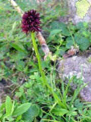 Nigritella nigra subsp. rhellicani (Teppner & E. Klein ) H. Baumann, Kunkele & R. Lorenz