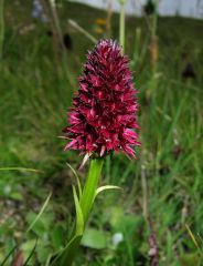 Nigritella nigra subsp. rhellicani (Teppner & E. Klein ) H. Baumann, Kunkele & R. Lorenz