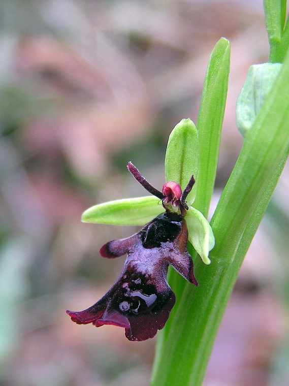 Ophrys insectifera L.