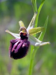 Ophrys incubacea subsp. incubacea Bianca