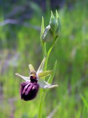 Ophrys incubacea subsp. incubacea Bianca