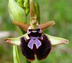 Ophrys incubacea subsp. incubacea Bianca