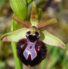 Ophrys incubacea subsp. incubacea Bianca