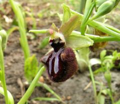 Ophrys incubacea subsp. incubacea Bianca