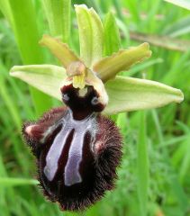 Ophrys incubacea subsp. incubacea Bianca