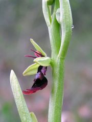 Ophrys insectifera L.