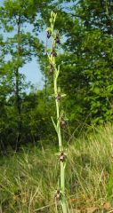 Ophrys insectifera L.