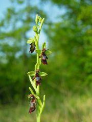 Ophrys insectifera L.