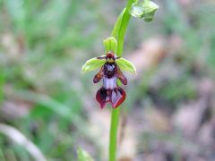 Ophrys insectifera L.