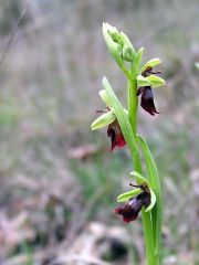 Ophrys insectifera L.