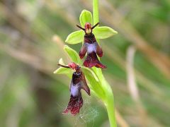 Ophrys insectifera L.