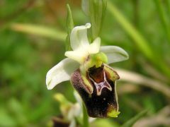 Ophrys holosericea subsp. holosericea (Burm.f.) Greuter