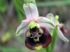 Ophrys holosericea subsp. holosericea (Burm.f.) Greuter