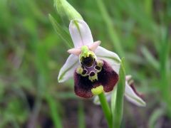 Ophrys holosericea subsp. holosericea (Burm.f.) Greuter