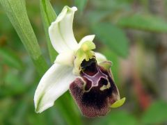 Ophrys holosericea subsp. holosericea (Burm.f.) Greuter