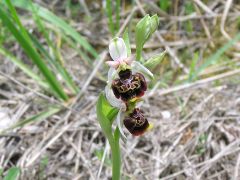 Ophrys holosericea subsp. holosericea (Burm.f.) Greuter