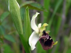 Ophrys holosericea subsp. holosericea (Burm.f.) Greuter