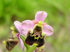 Ophrys holosericea subsp. holosericea (Burm.f.) Greuter