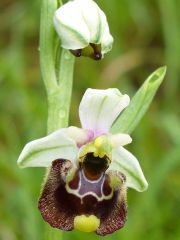 Ophrys holosericea subsp. holosericea (Burm.f.) Greuter