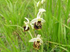 Ophrys holosericea subsp. holosericea (Burm.f.) Greuter