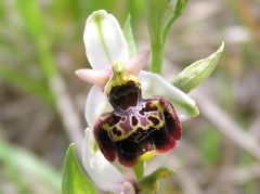 Ophrys holosericea subsp. holosericea (Burm.f.) Greuter