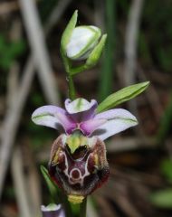 Ophrys holosericea subsp. holosericea (Burm.f.) Greuter