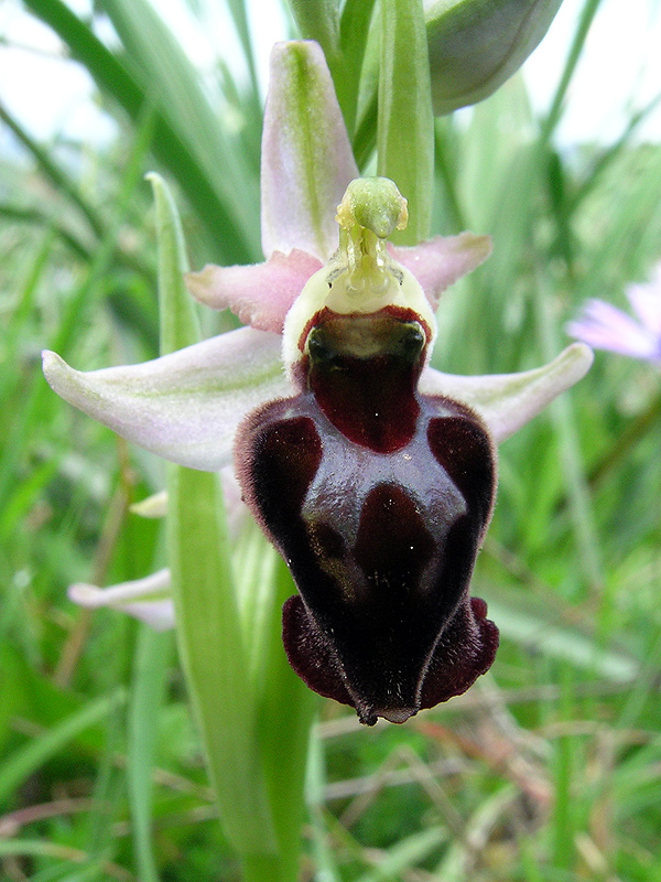 Ophrys exaltata Ten. subsp. morisii (Martelli) Del Prete