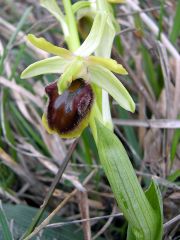 Ophrys sphegodes subsp. sphegodes Miller