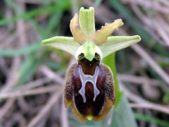 Ophrys sphegodes subsp. sphegodes Miller