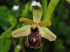 Ophrys sphegodes subsp. sphegodes Miller