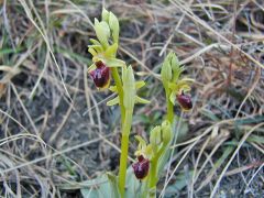 Ophrys sphegodes subsp. sphegodes Miller